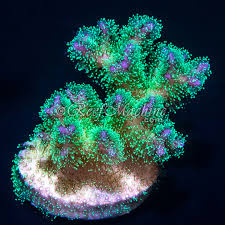 Rainbow Pocillopora Coral - Frag