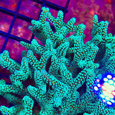 Enchanted Forest Bird's Nest Coral - Frag