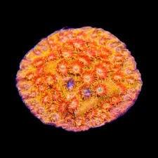 Hi-C Cyphastrea Coral - Frag