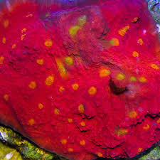 Red Echinophyllia Chalice Coral - Medium