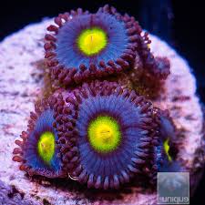 Monster Mash Zoanthid Polyp - Frag