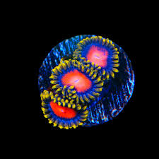 Rising Sun Zoanthid Polyp - Frag