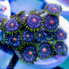 Assorted Zoanthid Polyps Aquacultured - Frag