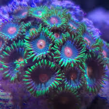Assorted Zoanthid Polyps Aquacultured - Frag