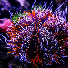 Orange Collector Urchin - Medium