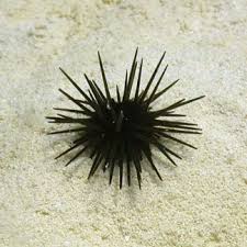 Short Spine Sea Urchin - Medium