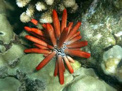 Pencil Sea Urchin - Medium