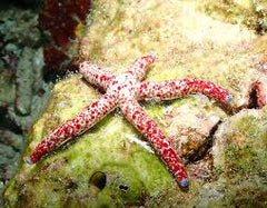 Red Spotted Linckia Starfish - Medium