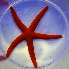 Red Linckia Starfish - Medium