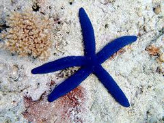 Blue Linckia Starfish - Small