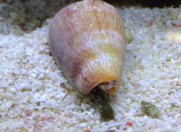 Strawberry Conch Snail - Medium