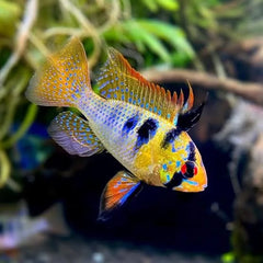 German Blue Ramirezi