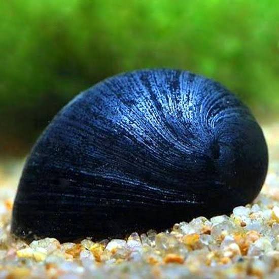 Military Helmet Snail