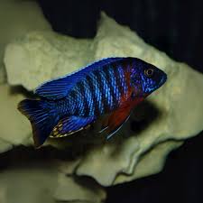Malavi OB Peacock