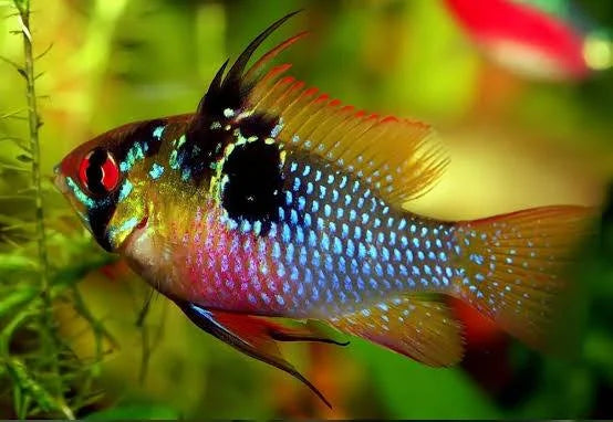 German Blue Ramirezi