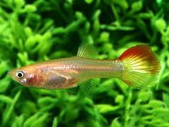 Guppy Female Sunset Blonde