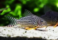 Corydoras Sterbai