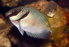 Double Bar Rabbitfish - Medium