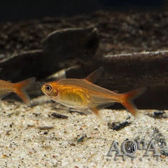 Ember Tetra