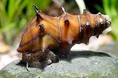 Horned Pagoda Snail