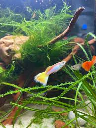 Guppy Female Golden Laser Ray
