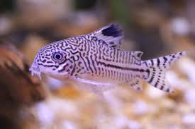 Threestrips Corydoras