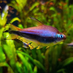 Emperor Tetra