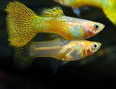 Guppy Female Golden Cobra