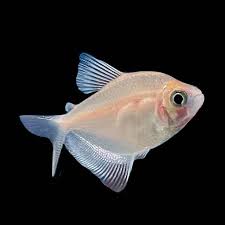 Tetra White Widow