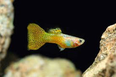 Guppy Female Golden Cobra