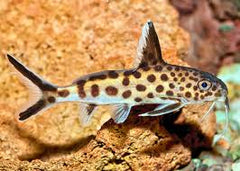 Synodontis Petricola Catfish Florida