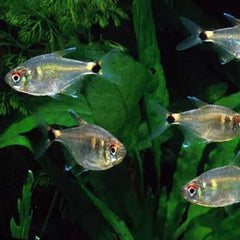 Head & Tail Lite Tetra