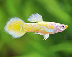 Guppy Female German Yellow