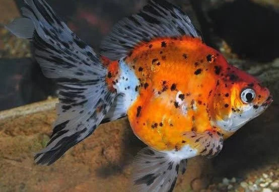 Calico Ryukin