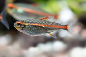 Tetra Glow Light
