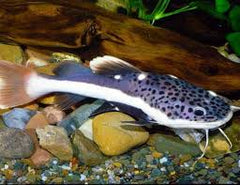Redtail Shovelnose Hybrid Catfish