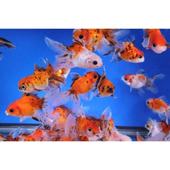 Calico Oranda