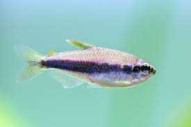 Tetra Blue Emperor - Tank Bred