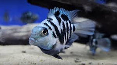 Polar Blue Parrot Convict Cichlid