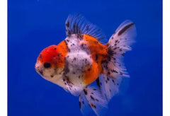 Calico Oranda