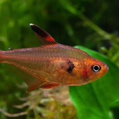 Red Phantom Tetra