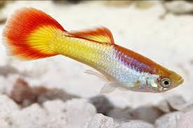 Guppy Female Flame