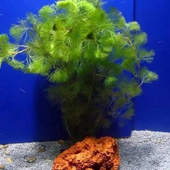 Cabomba Aquatica