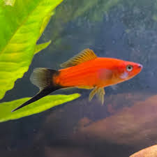 Sword Tail Red Wag Tail