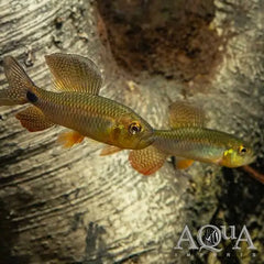 Sailfin Tetra