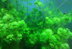 Cabomba Aquatica