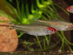 Rummy Nose Tetra
