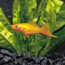 Sword Tail Golden Comet