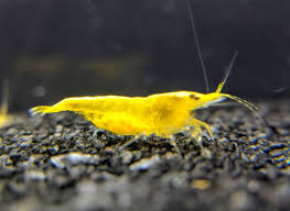Yellow Gold Line Shrimp