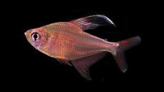 Robertsi Tetra